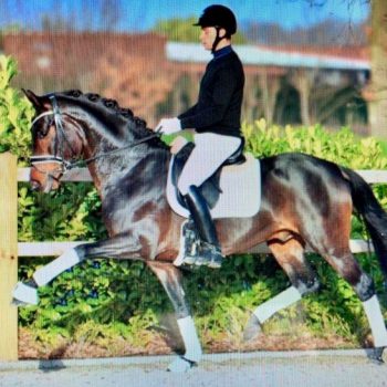 Top beim 50-Tage-Test: Follow Him’s Schönweide