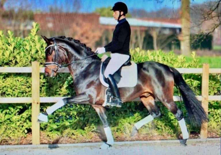 Mehr über den Artikel erfahren Top beim 50-Tage-Test: Follow Him’s Schönweide