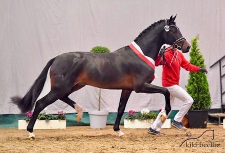 Mehr über den Artikel erfahren Zwei neue Ausnahmehengste für unsere Station