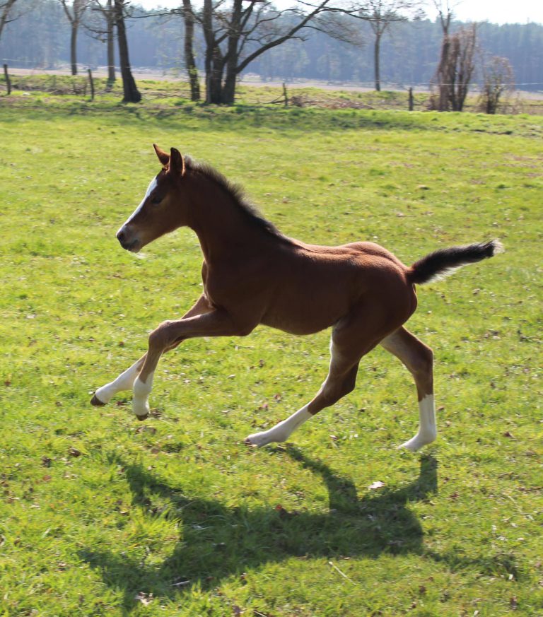 Mehr über den Artikel erfahren Aufstallen und Absetzen