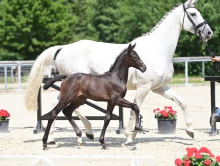 Mehr über den Artikel erfahren 1. RT-Fohlenchampionat 15. Juni 2024 um 11 Uhr