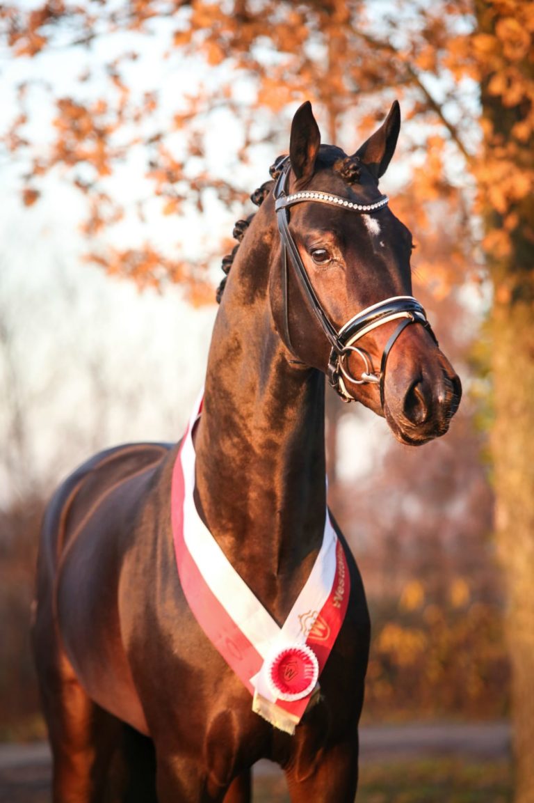 Mehr über den Artikel erfahren Unsere Hengste live – 16. Februar 2020!