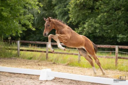 Mehr über den Artikel erfahren Jetzt zur Fohlenschau anmelden!