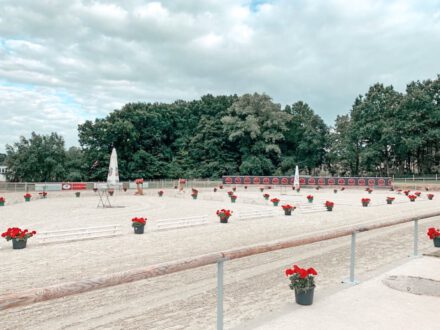 Mehr über den Artikel erfahren Fohlenschau 2020