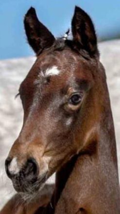 Mehr über den Artikel erfahren Die ‚Ersten‘ v. For the Future