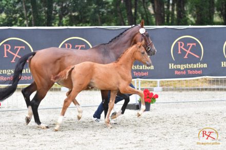 Mehr über den Artikel erfahren Perfekte Bühne für die Jüngsten