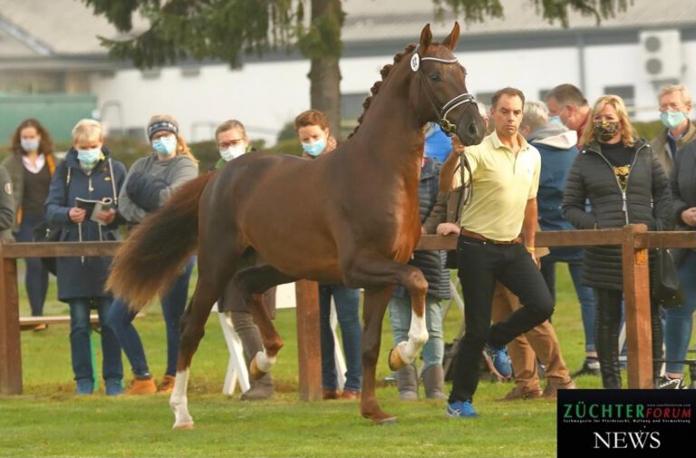 Mehr über den Artikel erfahren Perfekter Dressurhengst: ROM