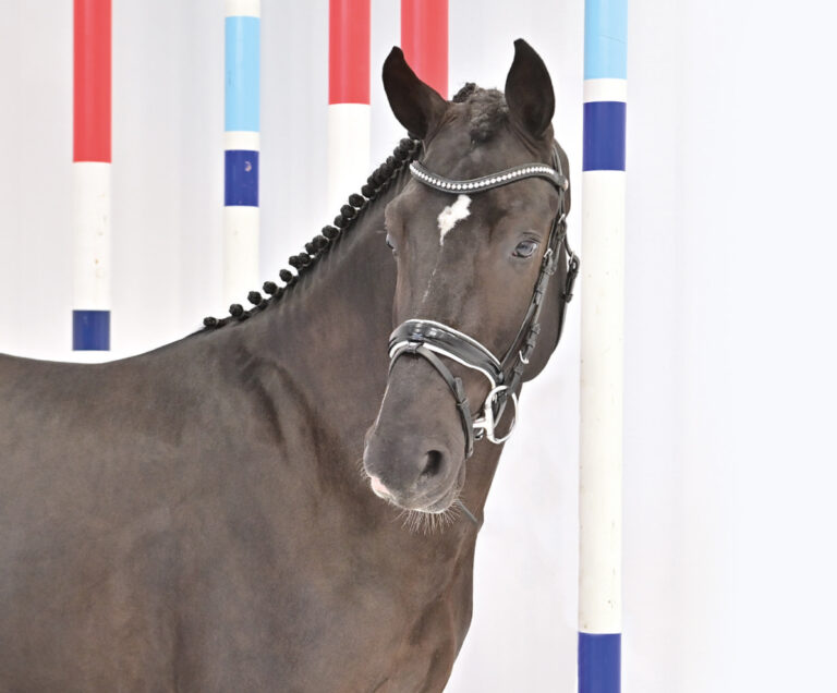 Mehr über den Artikel erfahren Vorbereitung für Vechta