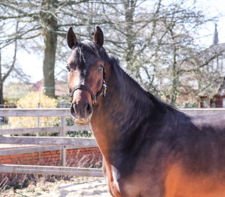 Mehr über den Artikel erfahren Top-Ergebnis für Cornet‘s Carpaccio RT beim 50-Tage-Test