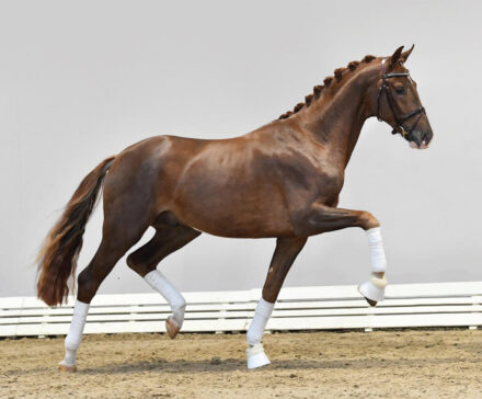 Mehr über den Artikel erfahren Unsere OL & OS Körkandidaten stellen sich vor