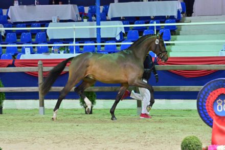 Mehr über den Artikel erfahren Zwei Prämienhengste in Oldenburg