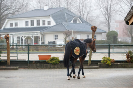 Mehr über den Artikel erfahren Erst Ponykörung, dann Deutsche Meisterschaft