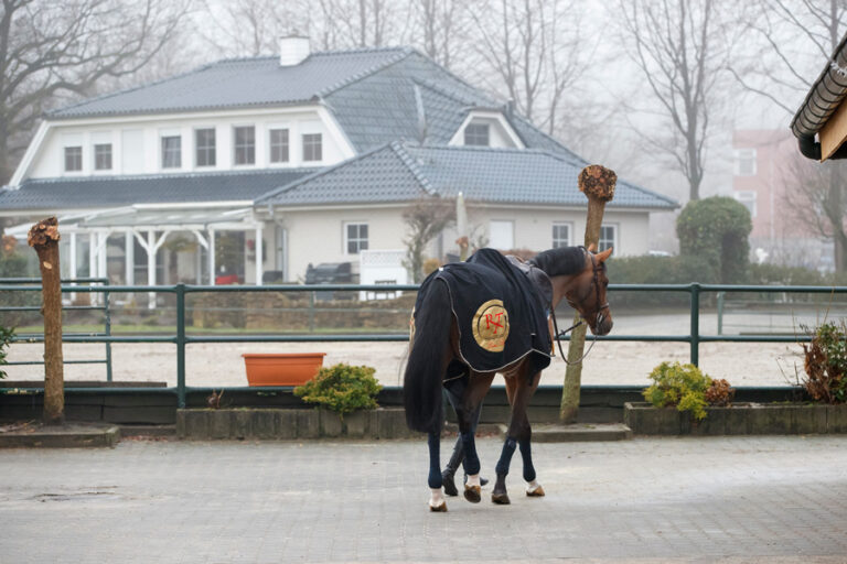 Mehr über den Artikel erfahren Erst Ponykörung, dann Deutsche Meisterschaft
