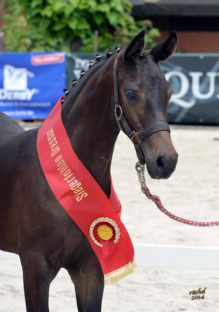 Mehr über den Artikel erfahren Liebe Züchter, Ausnahmefohlen gesucht!