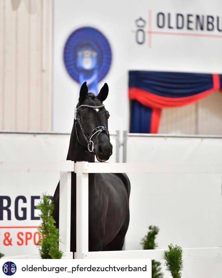 Mehr über den Artikel erfahren 3 von 3 – volle Ausbeute bei der OS/OL Vorauswahl