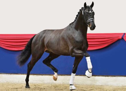 Mehr über den Artikel erfahren Zwei ganz besondere Hengste NEU im FS-Einsatz