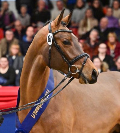 Mehr über den Artikel erfahren Dia Corrado Sohn wird OS 1C Prämienhengst