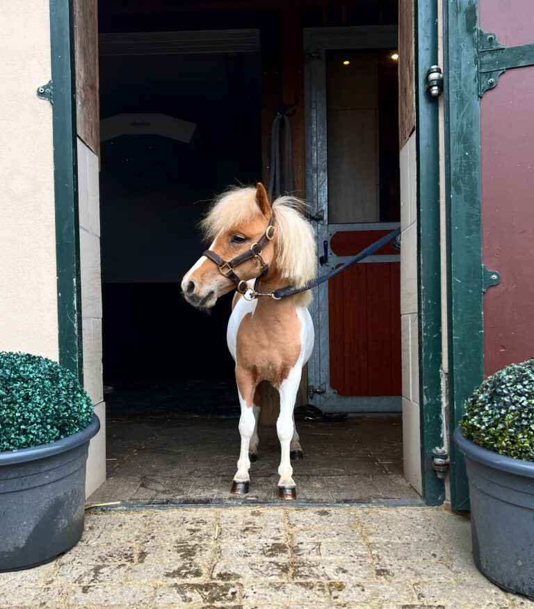 Mehr über den Artikel erfahren 3,2,1… DEINS?! Versteigerung für einen guten Zweck