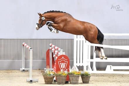 Mehr über den Artikel erfahren Infos zur Hengstpräsentation 2024