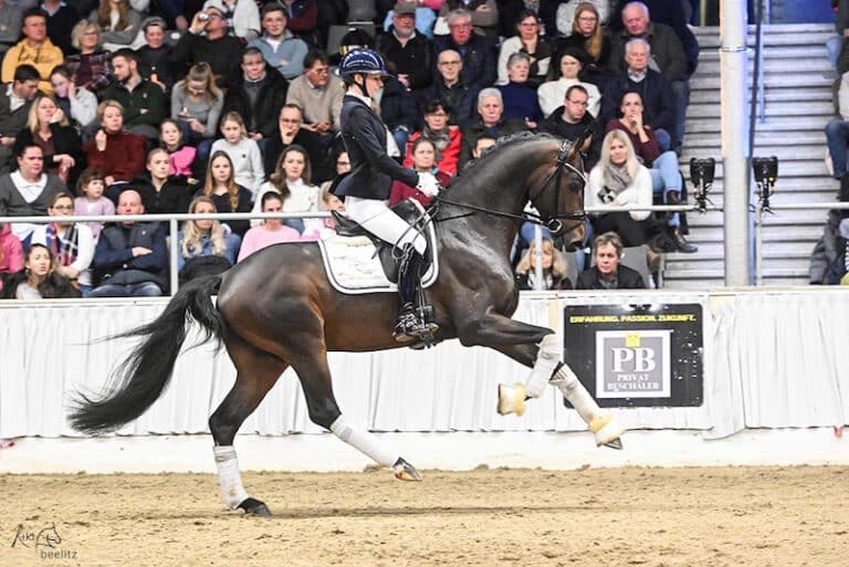 Mehr über den Artikel erfahren Dynamic Pur siegt im Kurz-VA Test in Vechta mit Traumnoten!