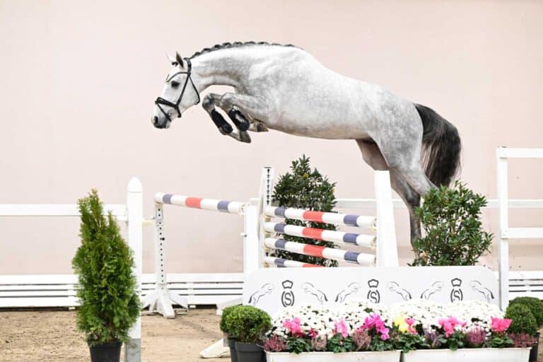 Mehr über den Artikel erfahren OS-Siegerhengst neu auf unserer Station