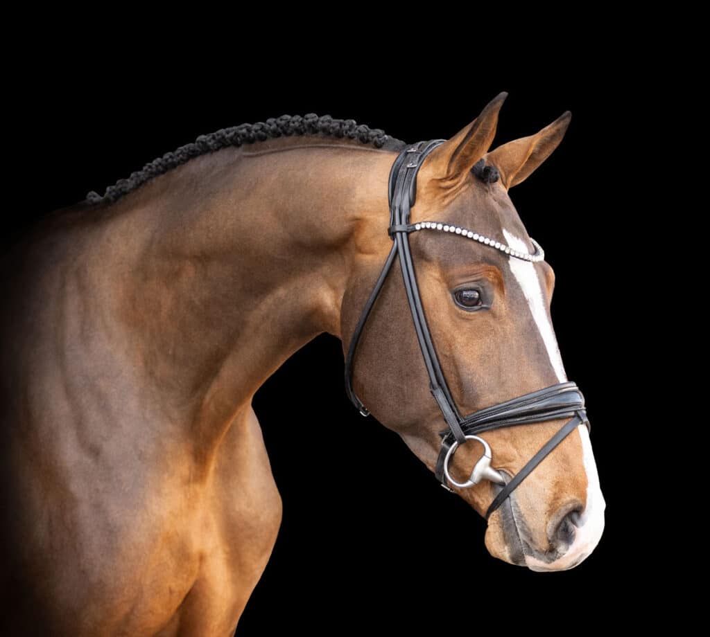 Nixons-Highlight-WEB